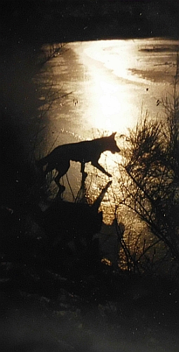 Schneefeld, Nachtwanderung mit Schäferhund, Mondlicht, Junghund