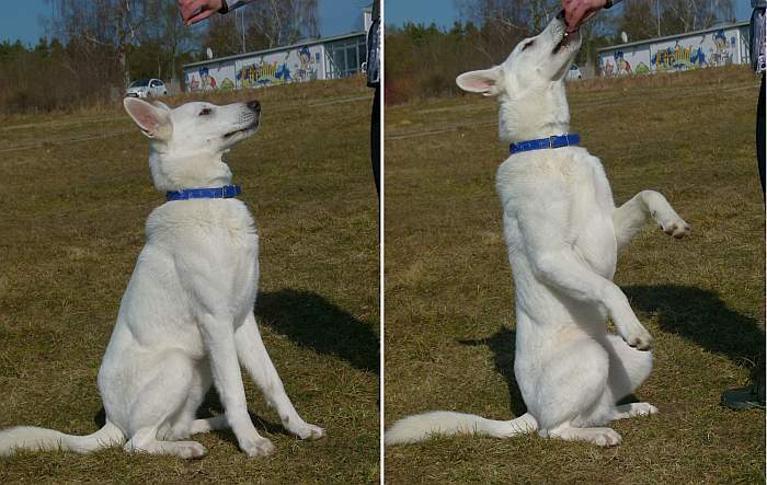 Flori weisser Schaeferhund