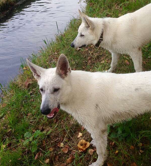 Mojo, weisser Schferhund von den Grenzgngern