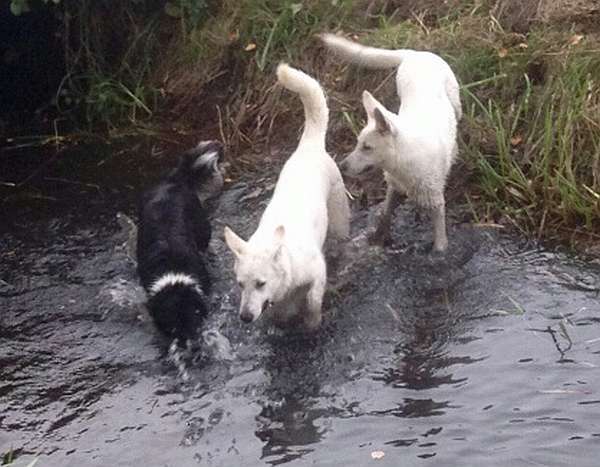 Mojo, weisser Schferhund von den Grenzgngern