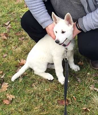 weisser Schferhundwelpe von den Grenzgngern