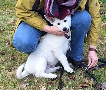 weisser Schferhundwelpe von den Grenzgngern