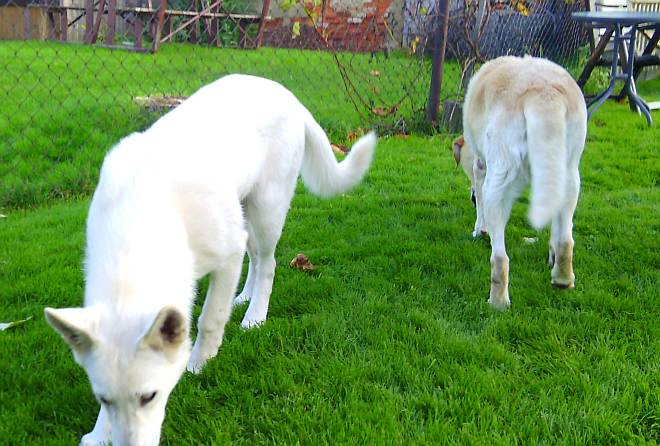 Lotta von den Grenzgngern, weisser Schferhund