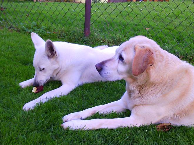 Lotta von den Grenzgngern, weisser Schferhund