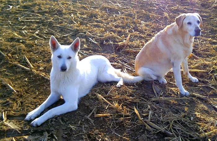 Lotta - weisser Schferhund von den Grenzgngern