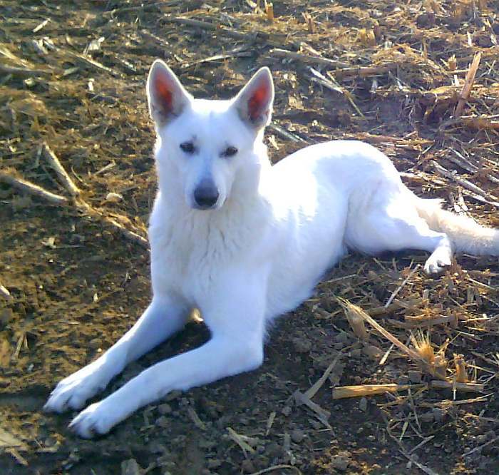 Lotta - weisser Schferhund von den Grenzgngern