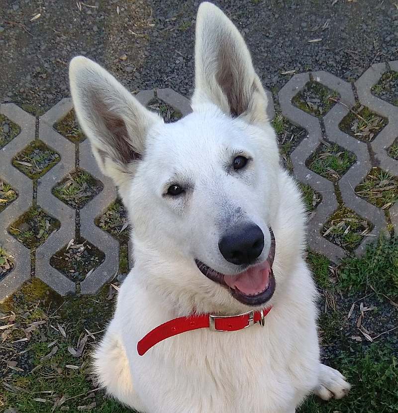 Leo - weisser Schferhund von den Grenzgngern