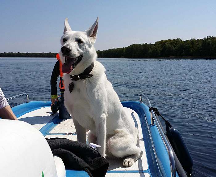 weisser Schferhund von den Grenzgngern