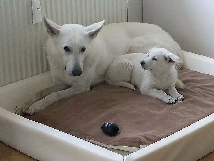 weisser Schferhund von den Grenzgngern