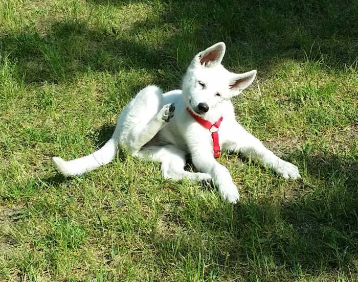 weisser Schferhund von den Grenzgngern