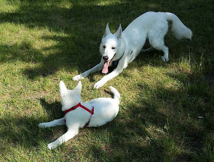 weisser Schferhund von den Grenzgngern