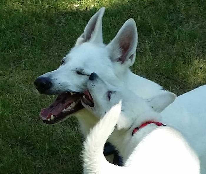 weisser Schferhund von den Grenzgngern