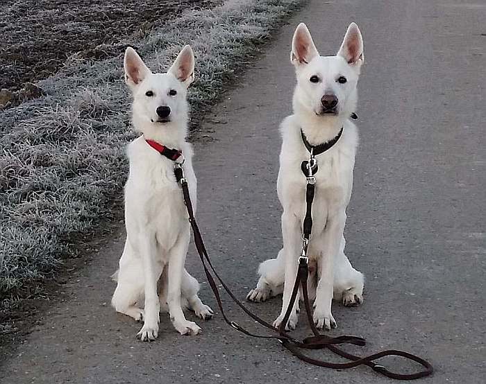 weisser Schferhund von den Grenzgngern