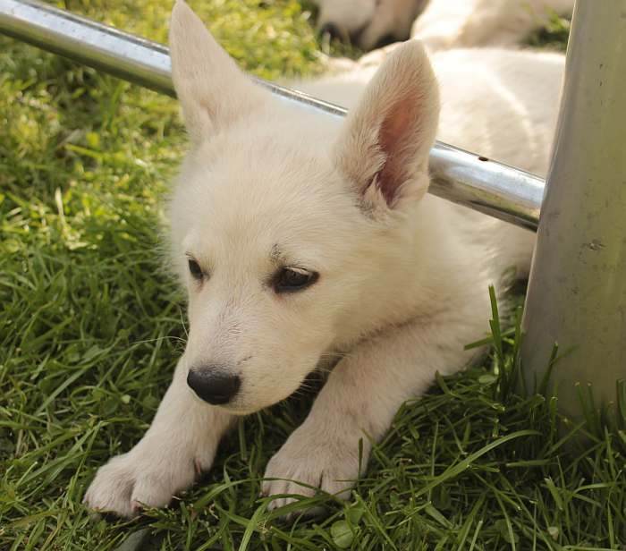 weisser Schferhund - die Grenzgnger