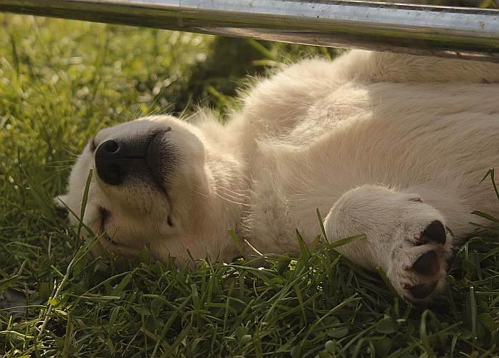 weisser Schferhund - die Grenzgnger