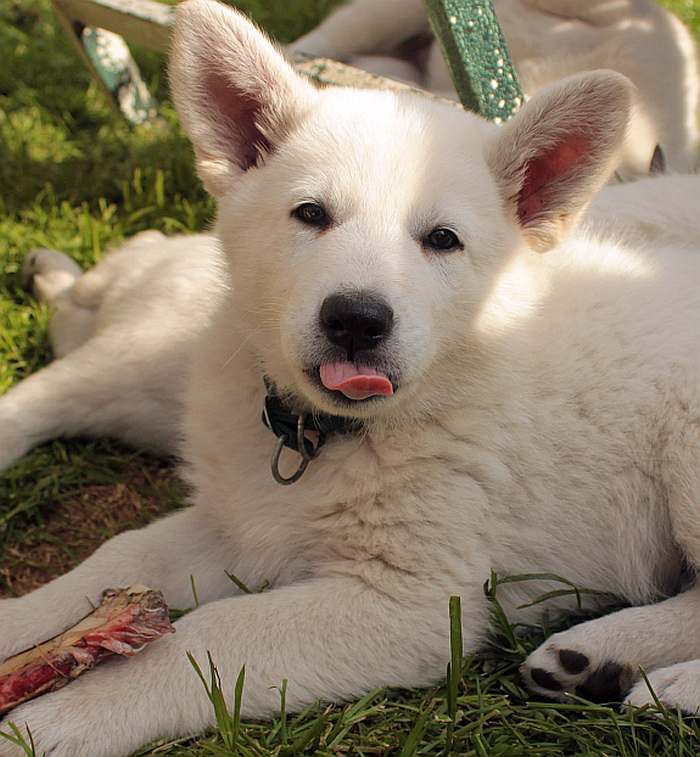 weisser Schäferhund - die Grenzgänger