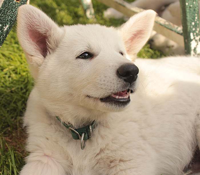 weisser Schäferhund - die Grenzgänger