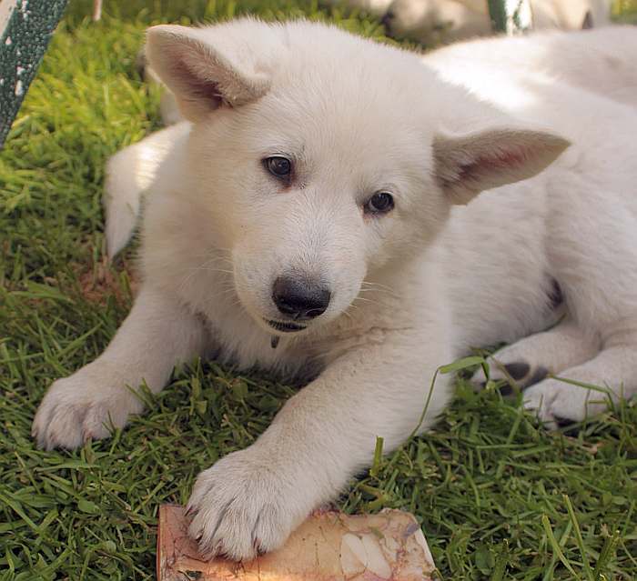 weisser Schäferhund - die Grenzgänger