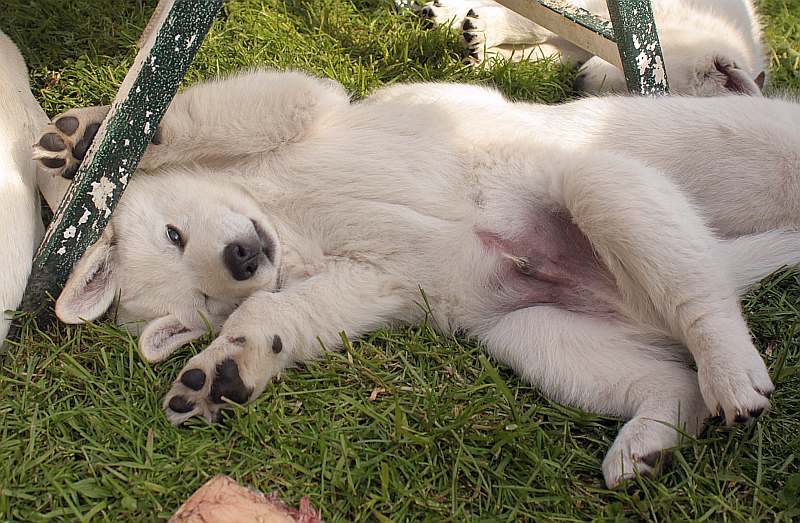 weisser Schferhund von den Grenzgngern