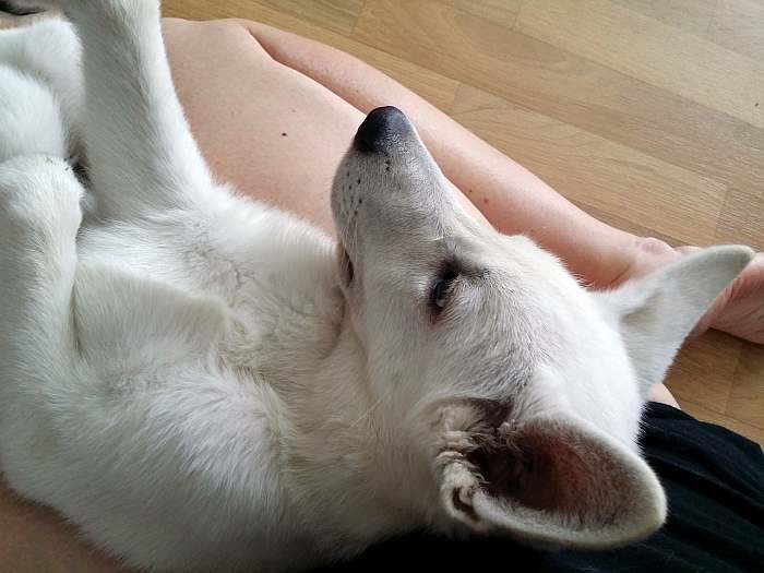 weisser Schäferhund - die Grenzgänger