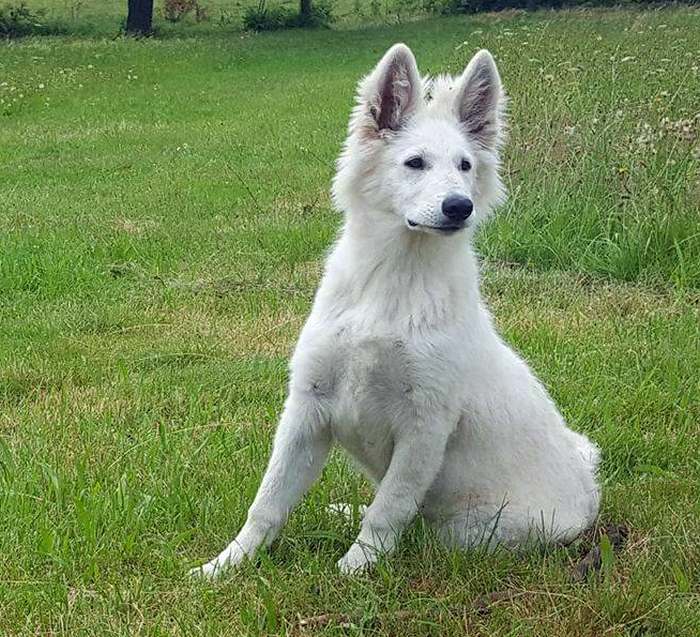 weisser Schferhund - die Grenzgnger