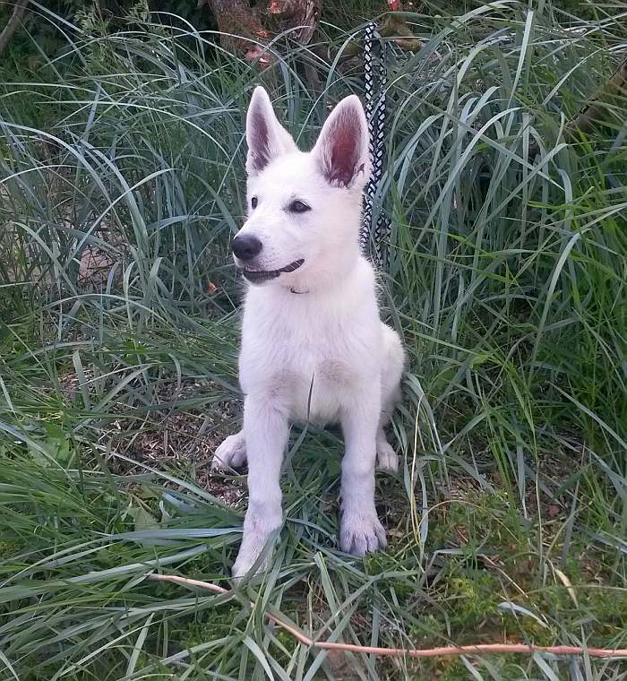 weisser Schferhund - die Grenzgnger