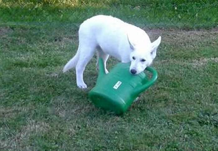 weisser Schferhund - die Grenzgnger