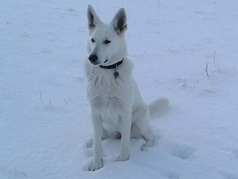 Weisser Schferhund von den Grenzgngern