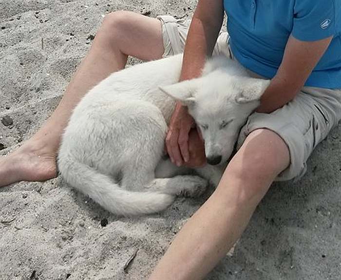 weisser Schferhund - die Grenzgnger