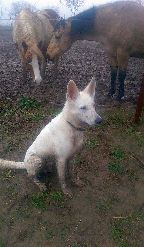 kanadische-weisse-schaeferhunde.de