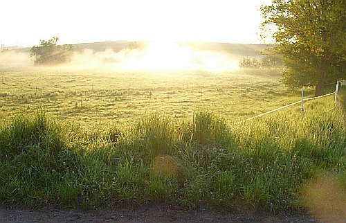 Morgennebel