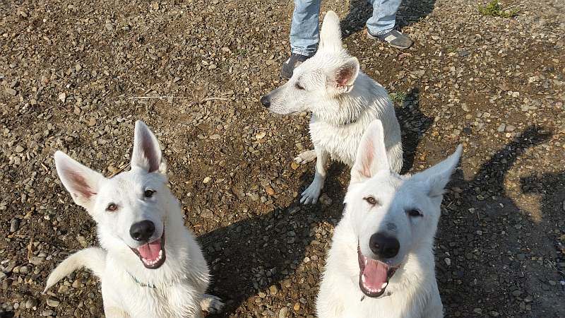 weisser Schferhund von den Grenzgngern