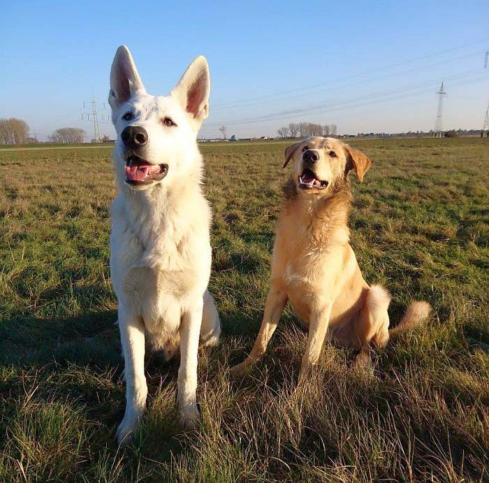 weisser Schferhund Nukha von den Grenzgngern