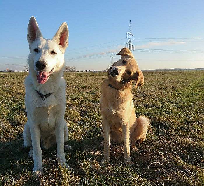 weisser Schferhund Nukha von den Grenzgngern