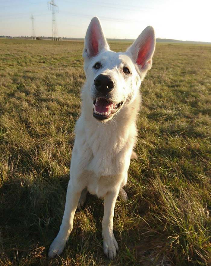 weisser Schferhund Nukha von den Grenzgngern