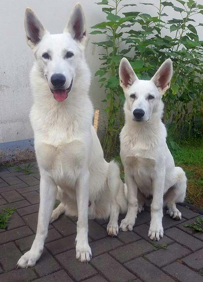 weisser Schferhund - die Grenzgnger