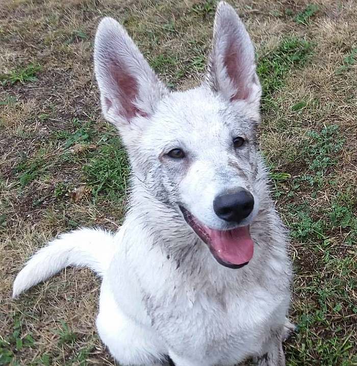 weisser Schferhund - die Grenzgnger