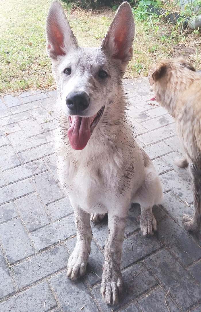 weisser Schferhund - die Grenzgnger