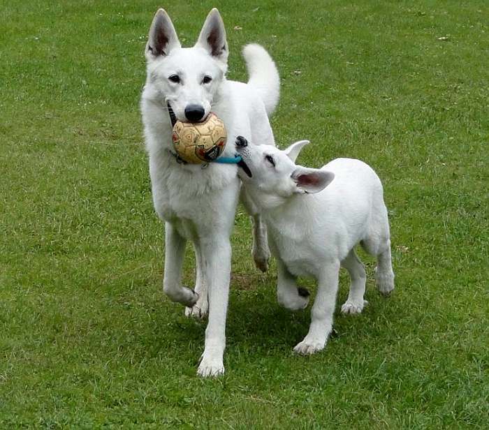 weisser Schferhund- die Grenzgnger