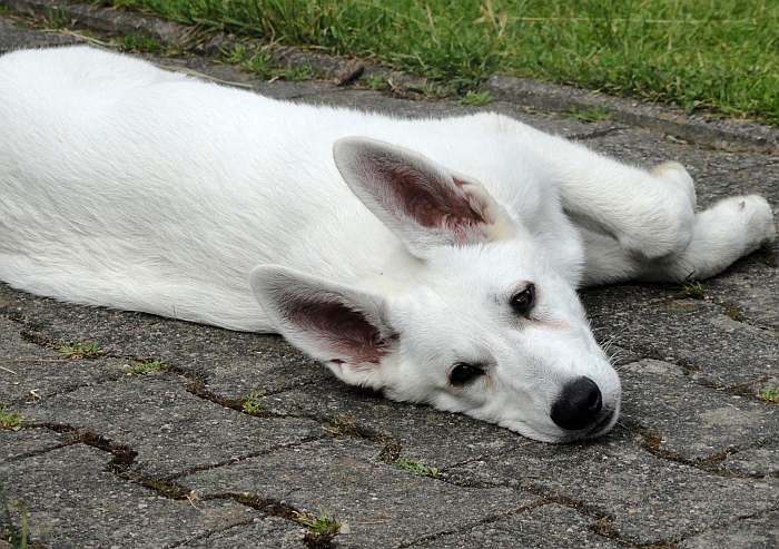 weisser Schferhund- die Grenzgnger