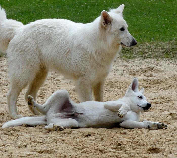 Weisser Schferhund - die Grenzgnger