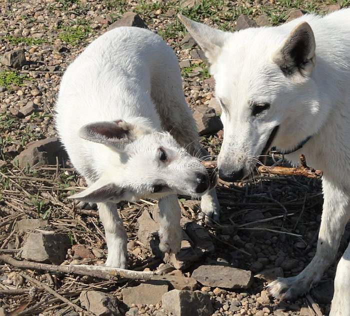 weisser Schferhund- die Grenzgnger