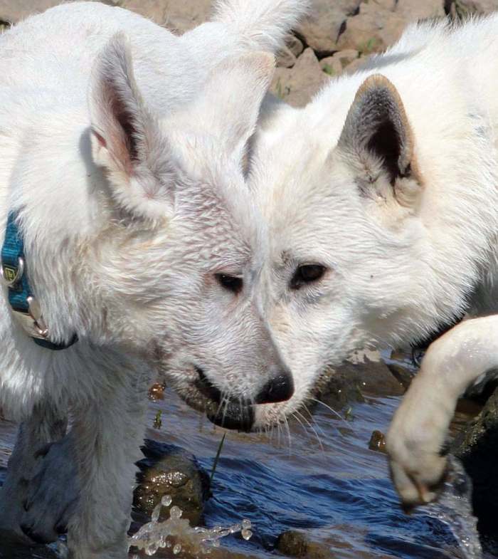 weisser Schferhund - die Grenzgnger