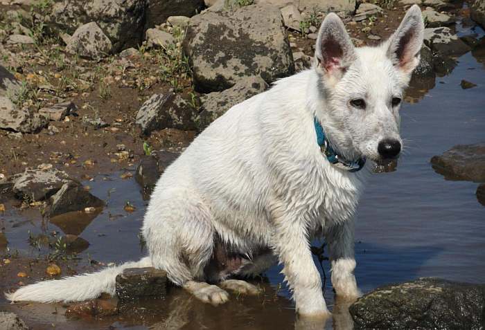 weisser Schferhund - die Grenzgnger