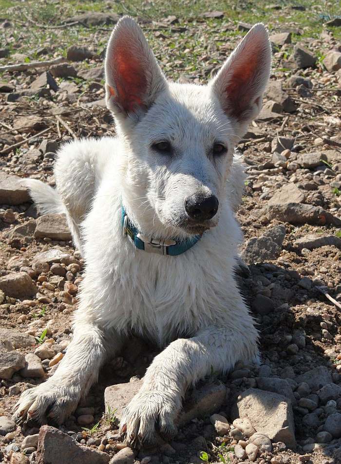 weisser Schferhund - die Grenzgnger