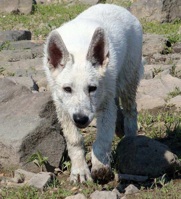 weisser Schferhund - die Grenzgnger