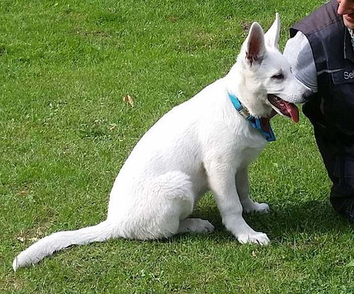 Weisser Schferhund - die Grenzgnger