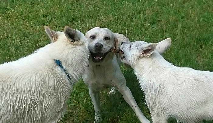 Weisser Schferhund - die Grenzgnger