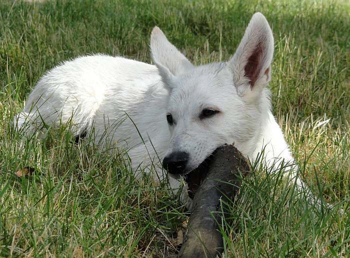 weisser Schferhund - die Grenzgnger