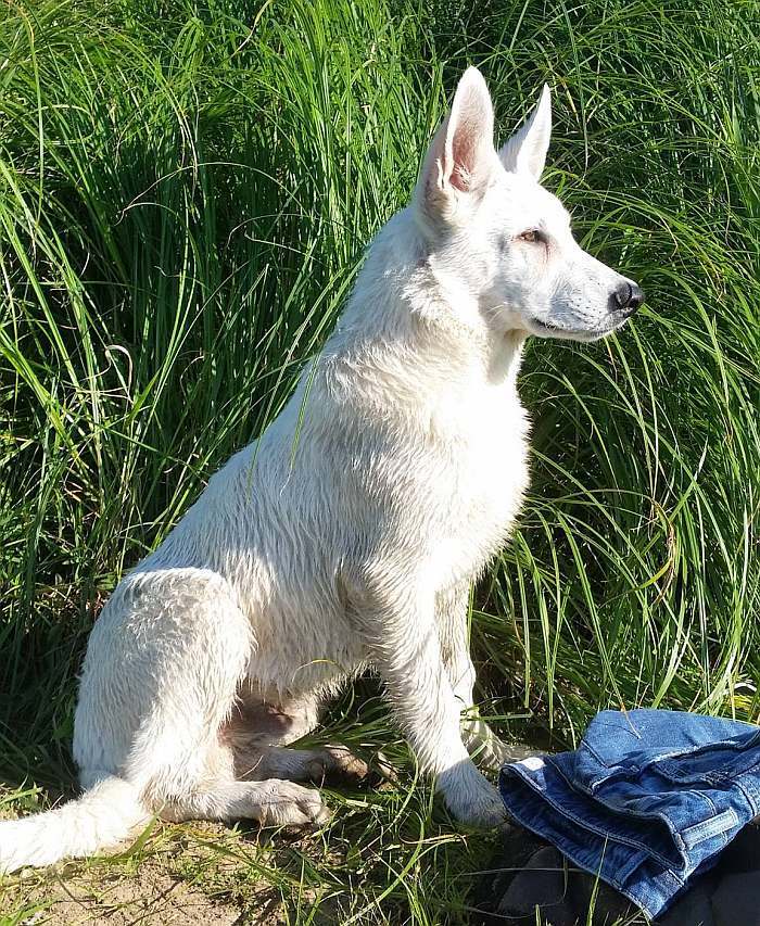 weisser Schferhund - die Grenzgnger